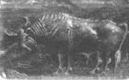 C:\Users\ALCL\Desktop\Fish seal final3\Fig 4.jpg